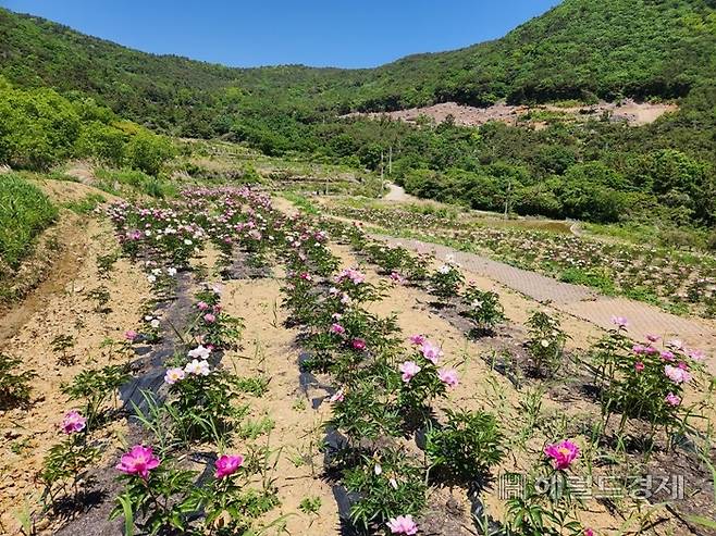 지난 9일 고흥군 영남면에 새로 조성된 작약꽃밭에 꽃이 한창 개화되고 있다. [독자 제공]