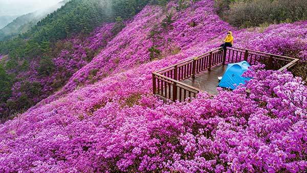 천주산의 진달래 인증 명당자리에서 '텐풍(텐트 풍경의 줄임말)'을 담는다는 것은 천재일우의 기회이다. 잠시 비가 멈춘 사이, 진달래 숲에서 귀한 텐풍을 찍을 수 있었다.