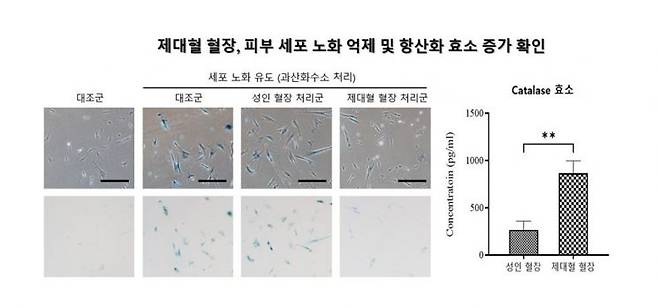 제대혈 혈장을 통해 피부 세포 노화 억제 및 항산화 효소 증가 양상을 확인한 연구 결과. 메디포스트