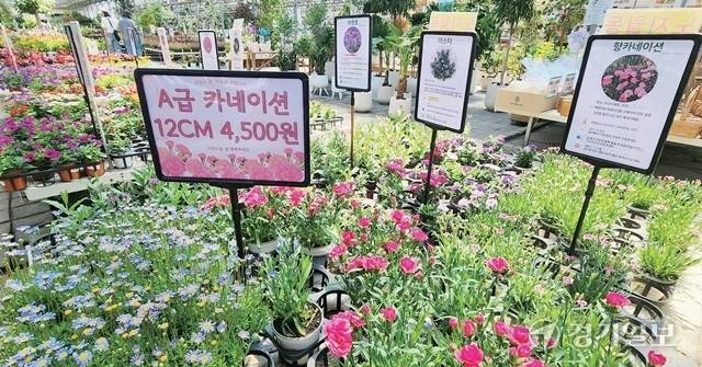 어버이날, 스승의날 등 대목임에도 꽃값 상승과 청탁금지법 시행 등의 영향으로 카네이션 판매량이 크게 줄어 화훼업계가 어려움을 겪고 있다. 13일 용인특례시 처인구 남사화훼단지에 소량의 카네이션이 진열돼 있다. 윤원규기자
