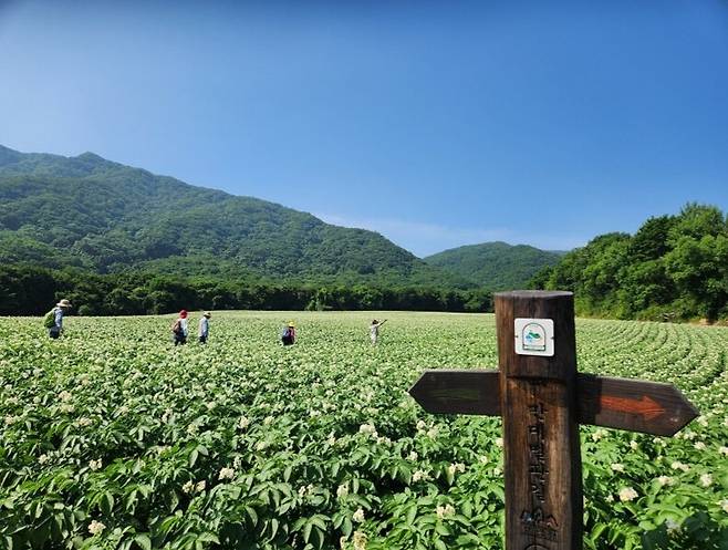 양구 펀치볼 만대벌판길