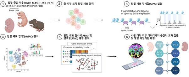 다중 오믹스 기반 피부 발달 지도 및 종 간 비교 모식도. 쥐의 피부 발달 과정을 정밀 추적한 뒤 사람 태아 데이터와 교차 검증해, 두 종 간에 매우 뚜렷한 상관관계를 보이는 공통 피부 발달 타임라인이 존재함을 확인한 전체 연구 흐름도.