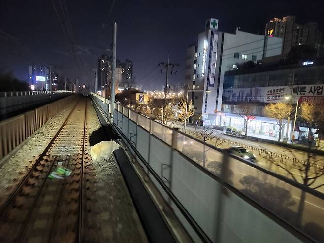 부산도시철도 고가 선로로 난입한 멧돼지. [부산교통공사]