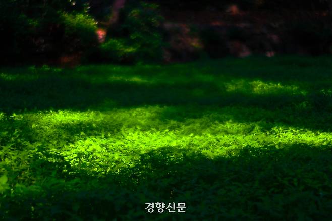 15일 오후 서울 종로구 백사실계곡 습지에 풀이 무성히 자라고 있다. 2026.5.15. 정지윤 선임기자