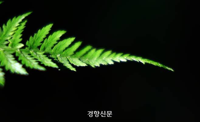 15일 오후 서울 종로구 백사실계곡 제비꼬리고사리가 햇살을 받아 짙은 연둣빛을 뽐내고 있다.. 2026.5.15. 정지윤 선임기자