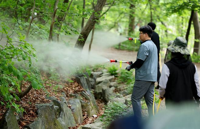 서울시와 노원구, 삼육대학교 관계자들이 7일 서울 노원구 불암산 일대에서 붉은등우단털파리(러브버그) 방제를 위한 유충구제제를 살포한 뒤 물을 뿌리고 있다.[연합]