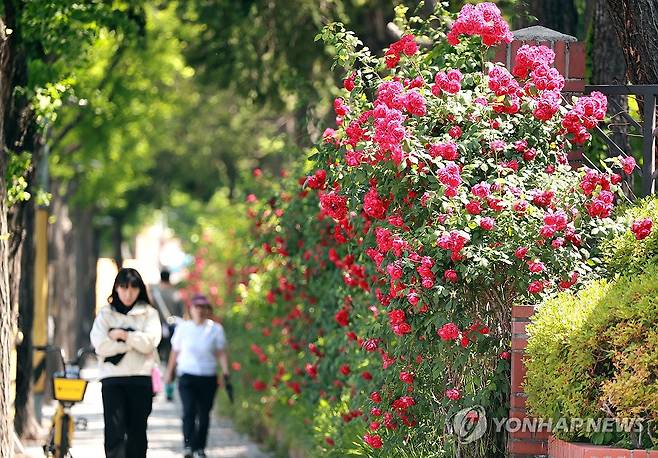 도심 속 장미 활짝 (부산=연합뉴스) 강선배 기자 = 초여름 날씨를 보인 15일 부산 연제구 부산교육대학교 담벼락에 장미가 활짝 펴 시민들의 눈길을 사로잡고 있다. 2026.5.15 sbkang@yna.co.kr