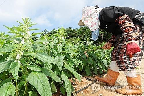 폭염 속 밭일하는 농민  [연합뉴스 자료사진]