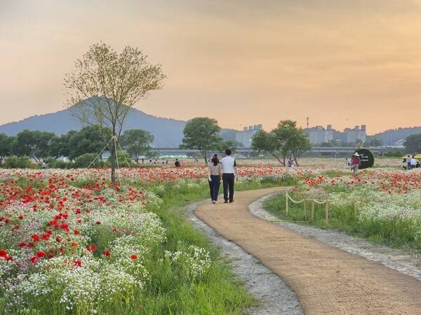 영산강 들섬과 둔치 일원에 조성된 약 16만㎡ 규모 꽃양귀비 단지가 만개해 붉은 꽃물결 장관을 이루고 있다. 지난 주말 많은 시민과 관광객들이 방문해 봄 정취를 즐겼다. 나주시 제공