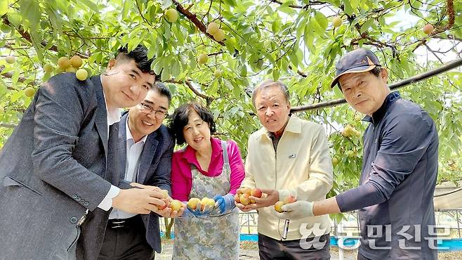 충북 영동군 황간면 시설하우스에서 농민 김교철씨(맨 오른쪽부터), 박동헌 황간농협 조합장, 임성용 영동군농협조합공동사업법인 대표(오른쪽 네번째부터), 조성수 NH농협 영동군지부장 등이 갓 수확한 햇하우스자두의 품질 상태를 살피고 있다.