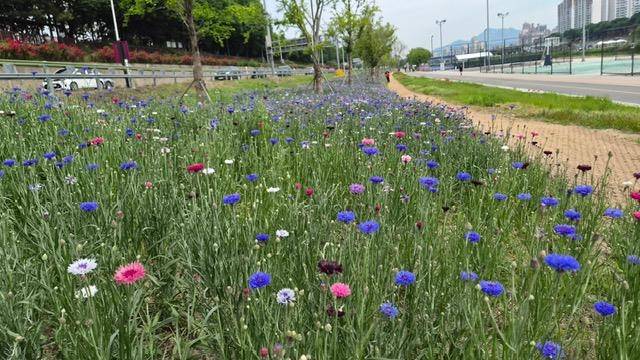 동대문구 이문수변공원 인근에 수레국화 만개 [동대문구 제공. 재판매 및 DB 금지]