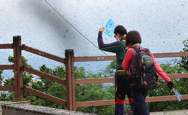 인천 계양구 계양산 정상이 러브버그(붉은등우단털파리)들로 뒤덮여 등산객들이 불편을 겪고 있다. 연합뉴스