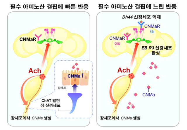 필수아미노산 결핍에 따른 장-뇌의 신경·호르몬 조절 매커니즘 개념도.  IBS 제공.