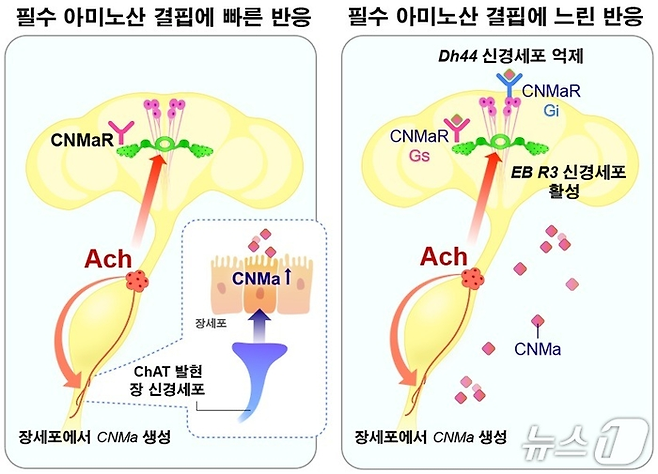 필수 아미노산 결핍에 대응하는 장-뇌 축의 조절 메커니즘. 뉴스1
