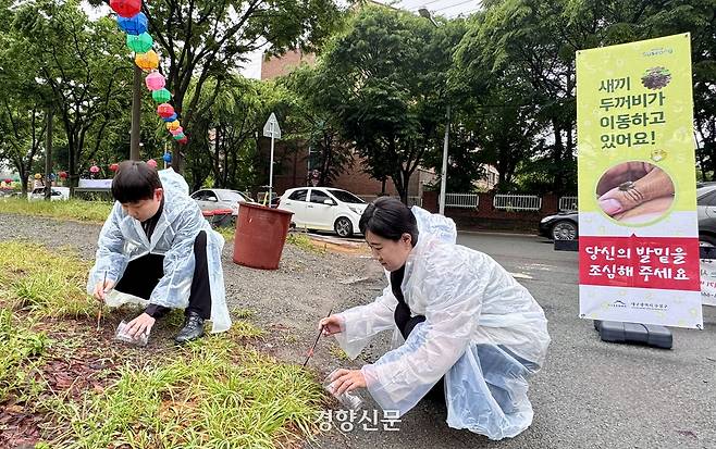 대구 수성구 망월지 인근에서 지난 21일 수성구청 직원들이 로드킬을 막기 위해 새끼 두꺼비들을 구조하고 있다. 올해 두꺼비 서식지 이동은 비가 내린 지난 20일 새벽부터 시작됐다. 백경열 기자