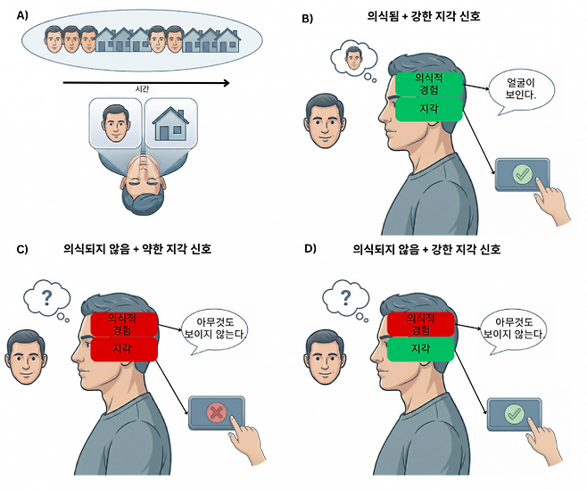 의식 연구에서 '지각'과 '의식적 경험'이 혼동될 수 있음을 보여주는 모식도. (A) 그림에서처럼 의식 연구 다수는 의식적으로 지각되는 자극과 그렇지 않은 자극을 비교하는 방식으로 진행된다. (B) 자극이 의식적으로 지각되면 피험자는 시각 경험을 보고할 수 있고 뇌에서도 강한 지각·인지 신호가 나타난다. (C) 실험 조작으로 자극이 의식되지 않도록 하면 의식적 경험만 사라지는 것이 아니라 뇌의 일반적인 정보 처리 역시 함께 차단되는 경우가 많다. (D) 기존 실험만으로는 '의식적 경험이 사라진 것'과 '자극 정보 처리 자체가 차단된 것'을 구분하기 어렵다는 한계가 지적됐다. 연구팀은 맹시나 반측 무시 등 일부 신경심리학적 사례에서 의식적 경험은 사라졌지만 지각 정보 처리는 비교적 유지되는 상황을 분석할 수 있어 기존 의식 연구의 방법론적 한계를 보완할 수 있다고 설명했다. IBS 제공