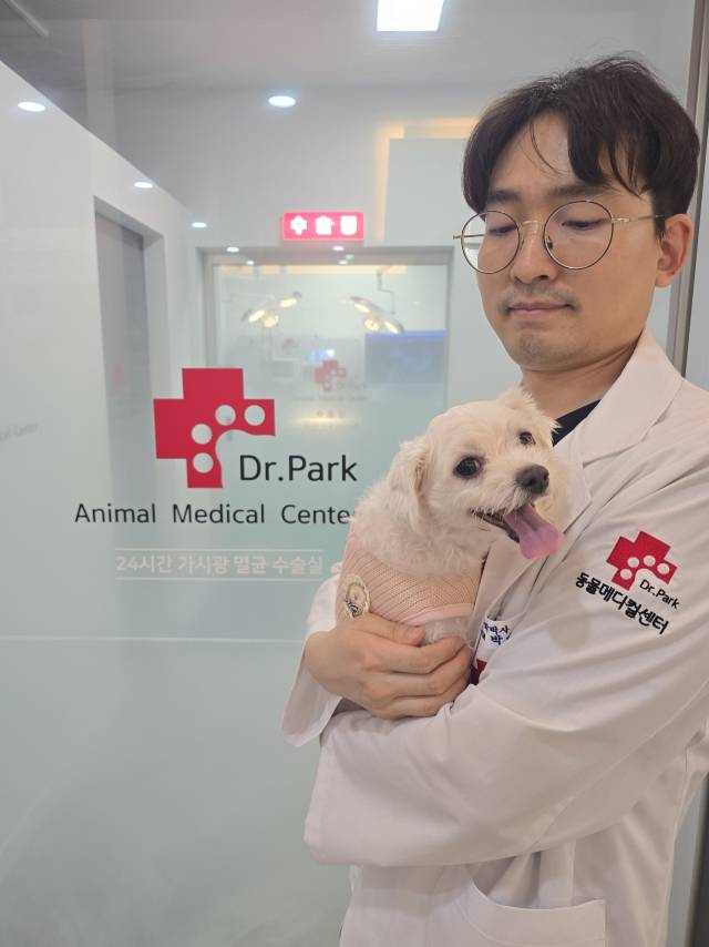 26년4월 중순 심장수술을 받은 말티즈