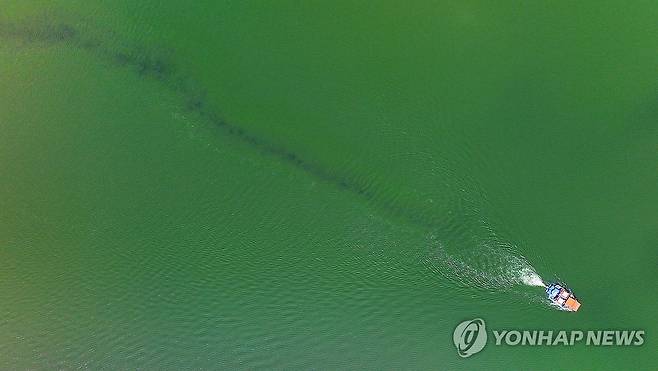 녹조제거선 고군분투 [연합뉴스 자료사진]