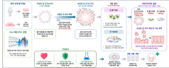 장 오가노이드 기반 재생치료제 개발 및 활용 개념도. 생명연 제공.
