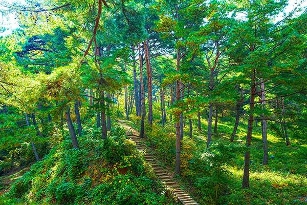 서벽 금강소나무 군락지 산책로. 사진 봉화군청 홈페이지