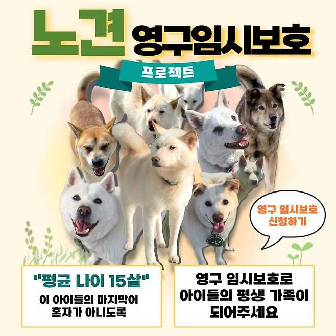 동물보호단체 빅독포레스트가 보호소 노견들의 남은 생을 가정에서 보낼 수 있도록 돕는 '영구 임시보호 프로젝트'를 시작했다(빅독포레스트 공식 인스타그램). ⓒ 뉴스1