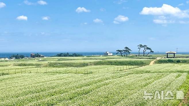 [포항=뉴시스] = 호미반도 경관농업단지 메밀 꽃밭 전경. 2026.06.08. photo@newsis.com