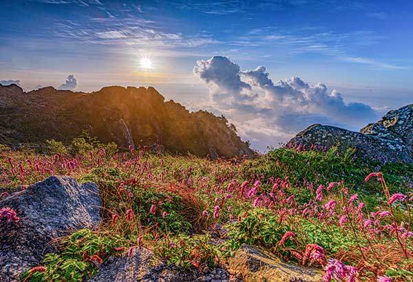 세석평전의 산오이풀 군락지. 촛대봉 능선 너머로 일출이 떠오르고 있다. 사진 정현석 산악사진가.