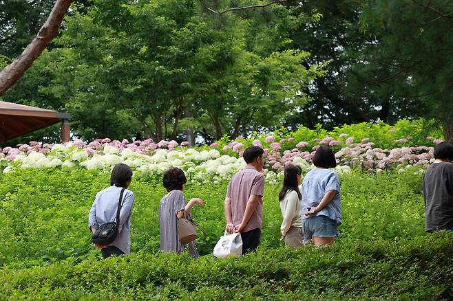 초안산 수국동산 [노원구 제공. 재판매 및 DB 금지]
