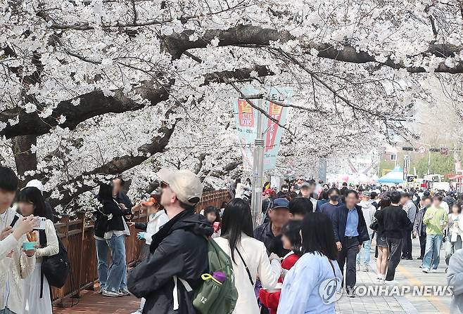 청주시 벚꽃축제 '성료' [연합뉴스 자료사진]