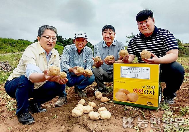 정각상 전남 보성 회천농협 조합장(왼쪽부터), 농민 김병욱씨, 회천농협 박철홍 상무, 문종규 과장이 갓 수확한 감자를 들어 보이고 있다.