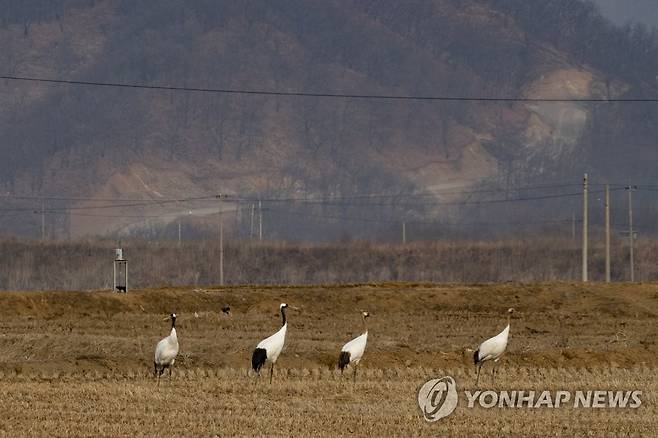 DMZ 화살머리 고지 찾은 두루미들 [연합뉴스 자료사진]