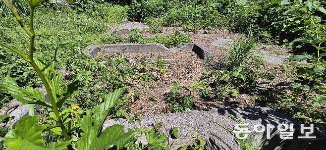 6일 석포전망대 근처 일제강점기 군 부대가 주둔했던 막사 터에 수풀이 무성하게 자라 있다. 울릉=조종엽 기자 jjj@donga.com