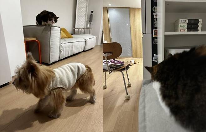 냥냥이 집에 댕댕이 등장! 보호자 제공