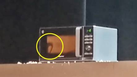 2026 국제현대무용제 공연 작품에서 전자레인지 안에 들어간 문어. [동물권단체 케어 제공]
