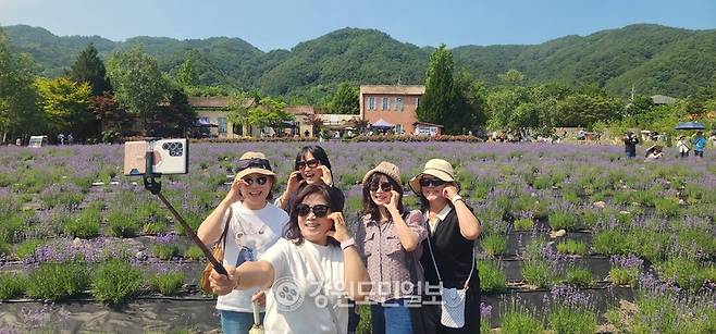 ▲ ▲ 고성하늬라벤더팜을 찾은 고성군 거진읍 대대1리 해상집 딸들이 보랏빛 라벤더를 배경으로 얼굴 하트를 그리며 즐거운 시간을 보냈다. 김주현 기자