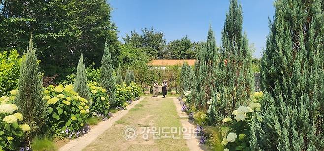 ▲ ▲ 고성하늬팜라벤더 입구부터 관람객들은 인생 사진 찍기에 바쁘다. 김주현 기자