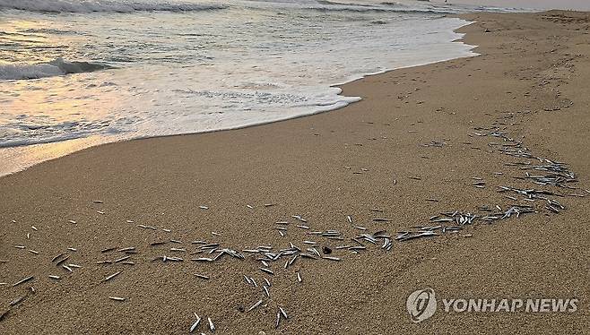 경포해변 멸치떼 대량 발견 (강릉=연합뉴스) 유형재 기자 = 지난 10일 이른 아침강원 강릉시 경포해수욕장 백사장에 파도에 밀려 나와 죽은 멸치떼가 곳곳에서 대량으로 발견돼 눈길을 끌고 있다. 2026.6.10 yoo21@yna.co.kr