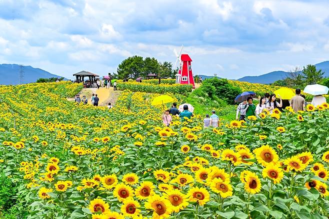 강주해바라기축제장에 만개한 해바라기 군락 [함안군 제공. 재판매 및 DB 금지]