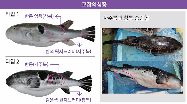 교잡의심종 복어.[식품의약품안전평가원 ‘복어도감’ 갈무리]