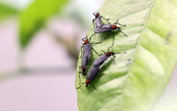 한 가정집 화분에 붙어있는 러브버그의 모습. [사진=연합뉴스]