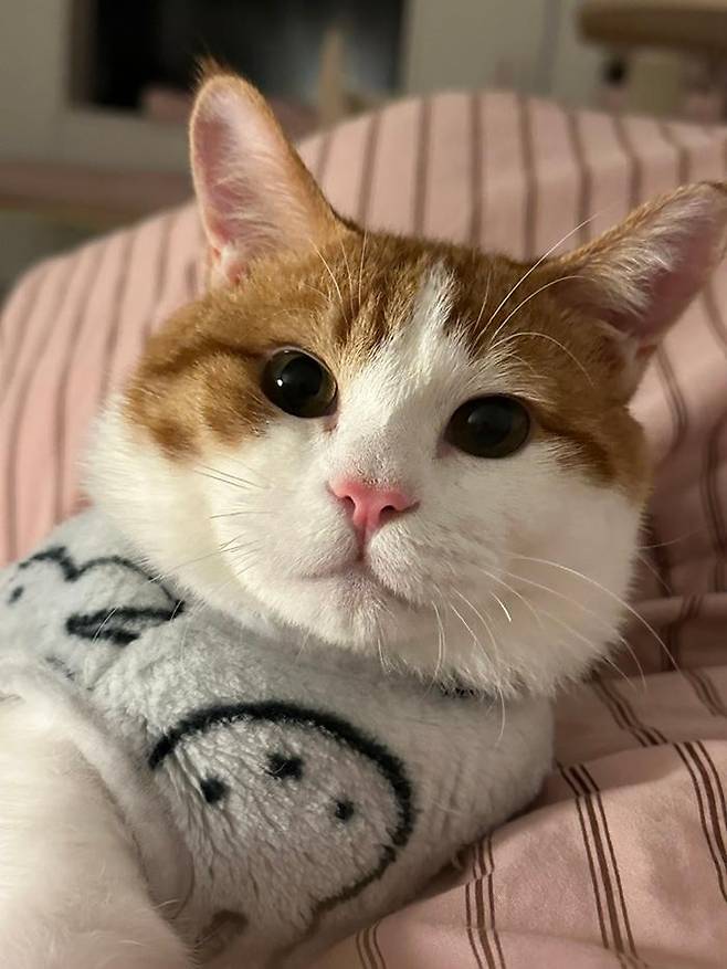 완벽한 눈코입을 가진 고양이. 보호자 제공