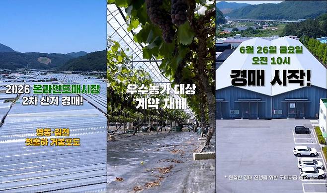 농림축산식품부와 aT(한국농수산식품유통공사)가 운영하는 농수산물 온라인도매시장이 26일 오전 10시 충북 영동산 거봉 ‘포도에 대해 '온라인 산지 경매’를 진행한다. aT