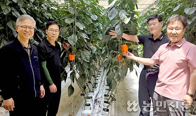 강원 철원 김화농협 장춘집 조합장(맨 오른쪽부터), 이범석 상임이사 등이 철원군 근남면 사곡리에 있는 한 시설하우스에서 파프리카 생육 상태를 살피고 있다.
