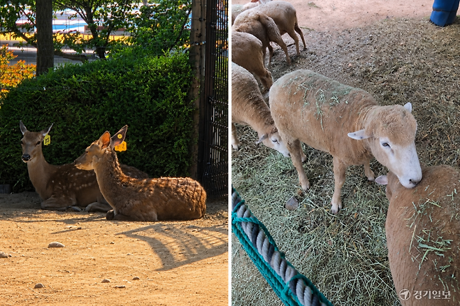 24일 인천 지역 공공기관이 운영하는 공원에서 동물을 전시 목적으로 사육하고 있다. 사진은 (왼쪽부터)연수구 송도국제도시 센트럴파크 사슴, 남동구 늘솔길근린공원 양떼목장 면양. 박형준기자