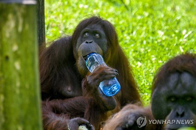 물 마시는 독일 도르트문트 동물원 오랑우탄 [AFP=연합뉴스. 재판매 및 DB 금지]