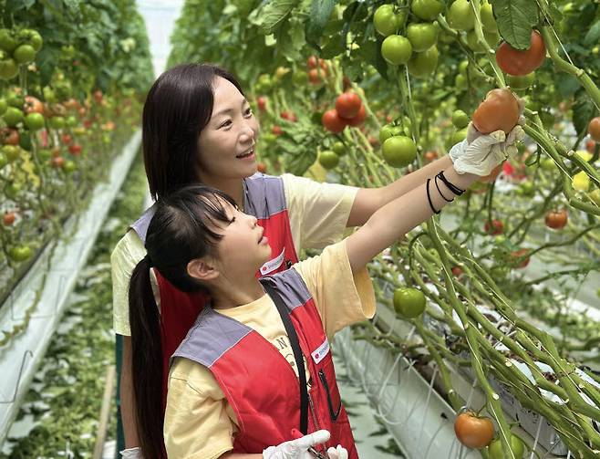 지난 27일 신세계푸드 임직원과 가족 20여 명이 충남 논산시 광석면에 위치한 토마토 공급 협력농가 팜팜농장에서 토마토 수확, 선별, 포장 등 봉사활동을 펼쳤다. 신세계푸드 제공