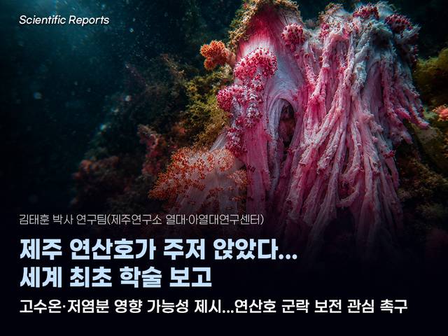 천연기념물인 연산호 군락의 집단 붕괴. 해양과기원 제공.