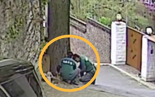 지난 4월 22일 서울 부암동 환기미술관 옆 은행나무 옆에서 조경업체 관계자들이 작업하고 있다.[서울환경연합 제공]