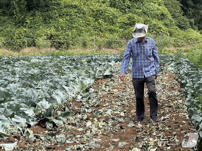 2일 오후 2시쯤 충북 청주시 상당구 미원면의 한 양배추밭에서 한 농민이 양배추를 살피고 있다.2026.7.2/뉴스1