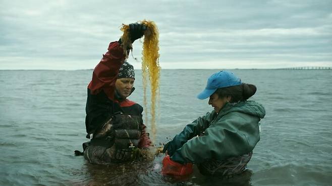 제이크 섬너(Jake Sumner) 감독의 다큐멘터리 영화 ‘해조류 이야기’(Seaweed Stories, 2024년)의 한 장면. ‘시네콕 켈프 파머스’의 다니엘 비건 홉슨과 도나 콜린 스미스가 켈프의 성장을 관찰하고 기록하고 있다. 화면 갈무리